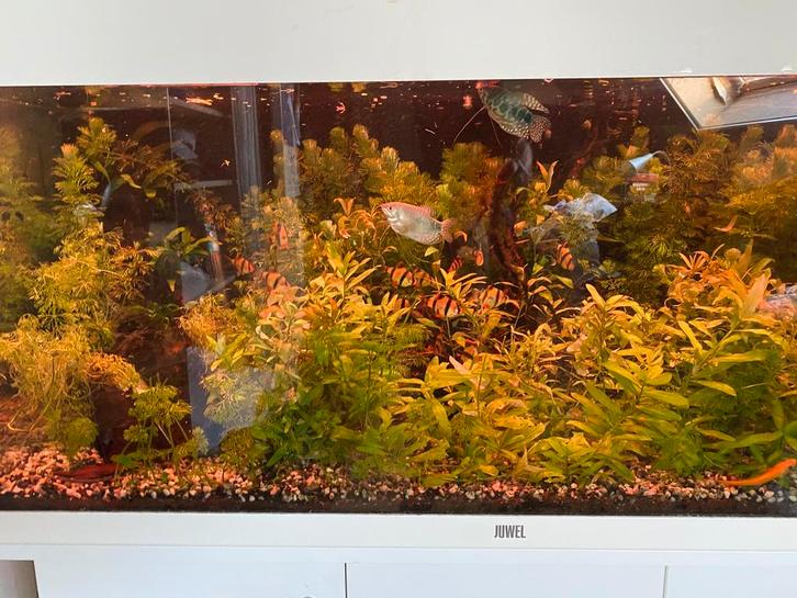 Aquarium, Animaux & Accessoires, Poissons | Aquariums & Accessoires, Comme neuf, Aquarium d'eau douce rempli, Enlèvement