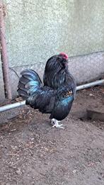 Zwarte haan, Mannelijk, Kip