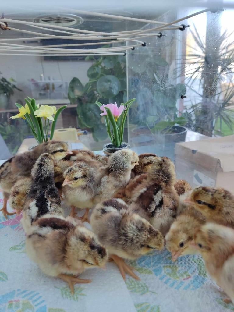 pluimvee, Animaux & Accessoires, Volatiles, Poule ou poulet, Femelle