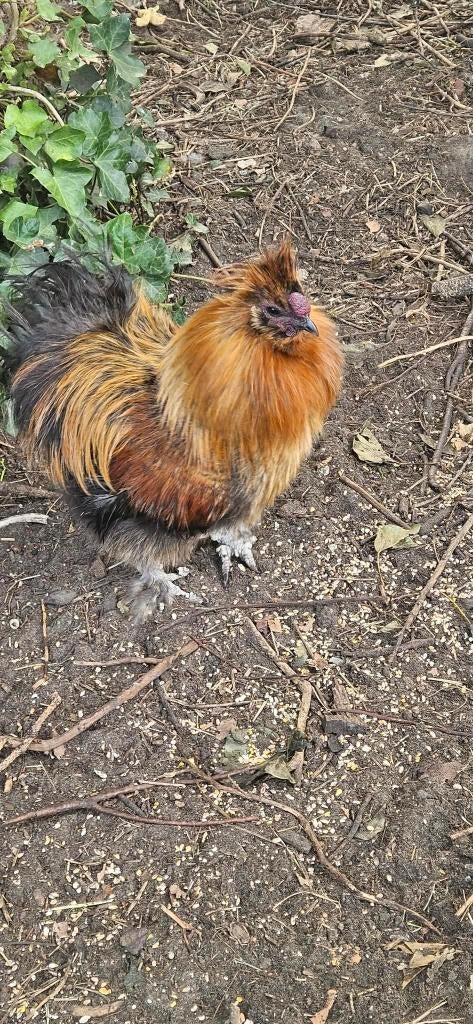 Zijdehoender Haan, Mâle, Poule ou poulet