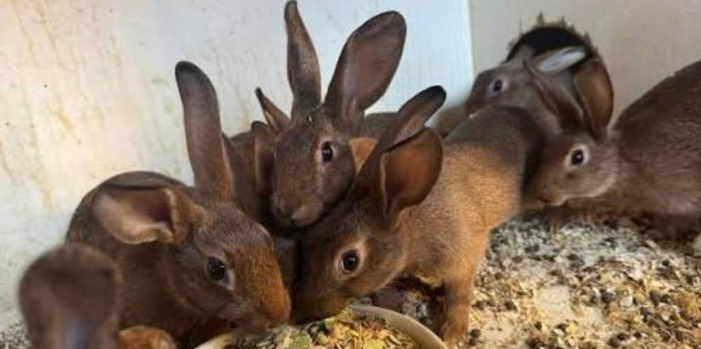 Belgische haaskonijnen, Dieren en Toebehoren, Konijnen, Meerdere dieren