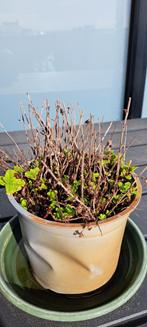 plante de menthe, herbe culinaire à vendre : 5 euros., Enlèvement