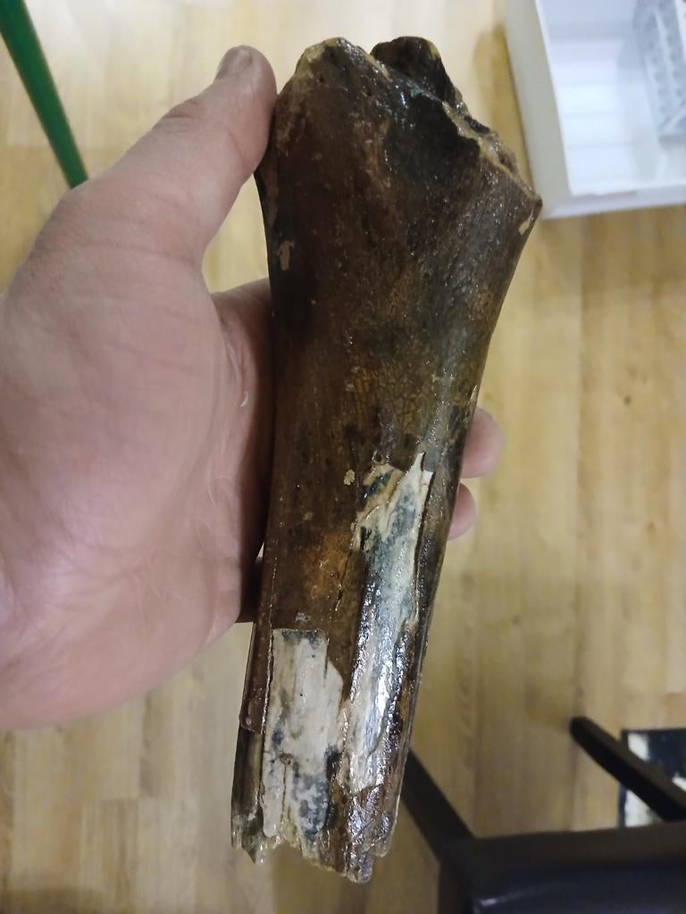 Fossiele beenderen ijstijd, Verzamelen, Mineralen en Fossielen, Ophalen of Verzenden