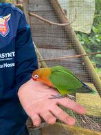 Agapornis Fischeri , dwergpapegaai, Geslacht onbekend