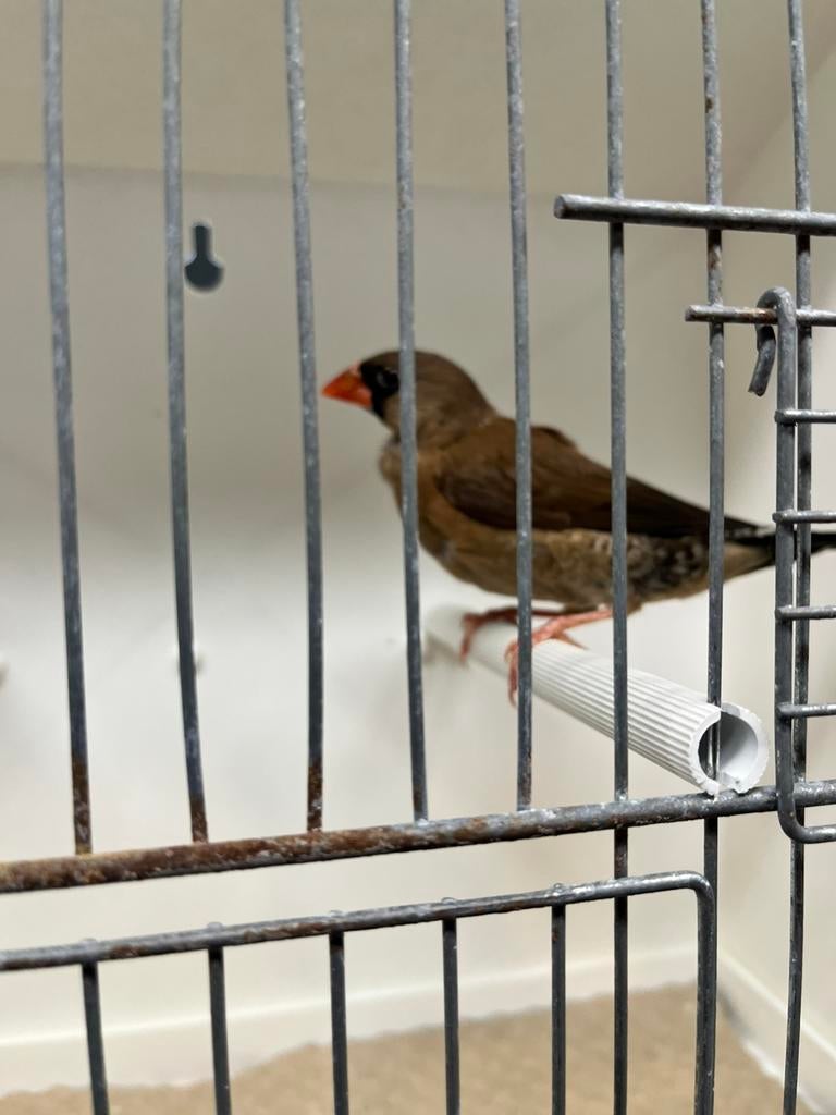 Kruising japanse x zebravink