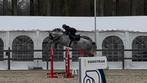 7 jarige springpaard zangersheide, Dieren en Toebehoren, Paarden, Ruin, M, Springpaard
