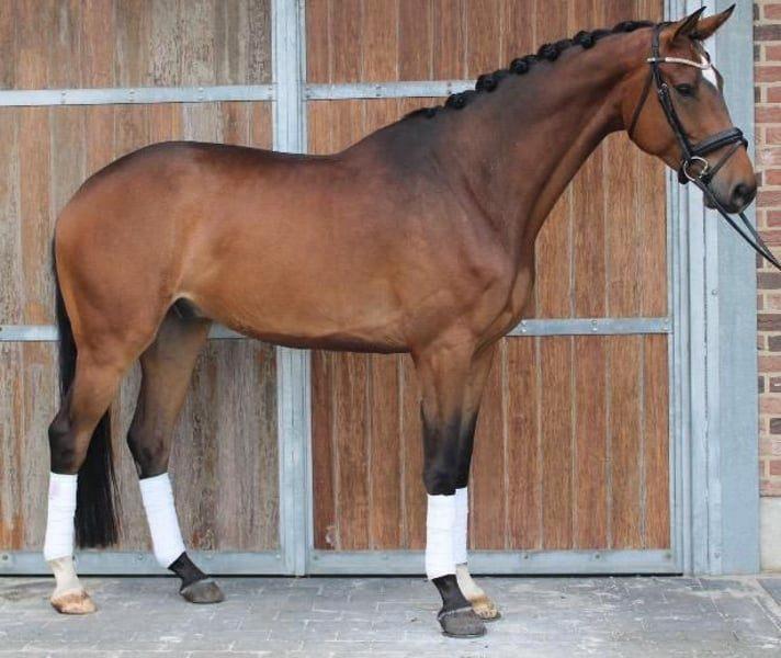 Dressuur ruin 2019 Blue hors Zackerey x El Capone te koop, Dieren en Toebehoren, Paarden, Ruin, M, 165 tot 170 cm, 7 tot 10 jaar