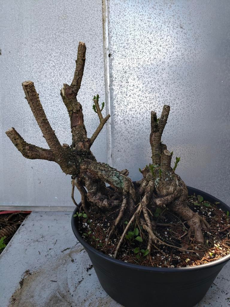 Chinees klokje pré bonsai, Ophalen, Bonsai