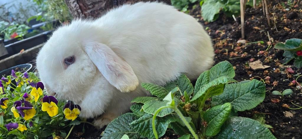 Lief konijntje, Dieren en Toebehoren, Konijnen