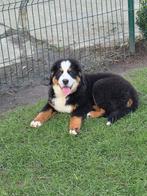 Bennersenner pups 750 euro, Animaux & Accessoires, Chiens | Bergers & Bouviers, 15 semaines à 1 an, Parvovirose, Chien (mâle)