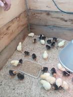 poussins, Plusieurs animaux, Poule ou poulet