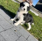 Beaux chiots Aussiedoodle (berger australien x caniche), Plusieurs, Hépatite contagieuse (maladie de Rubarth), Belgique, Berger