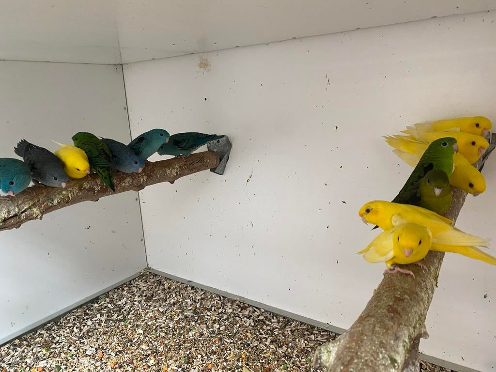 Catharina parkiet, Animaux & Accessoires, Oiseaux | Perruches & Perroquets, Perruche