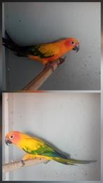 Zonparkiet man met certificaat, Dieren en Toebehoren