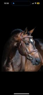 Hoofdstel te koop bruin full LJ leathers, Ophalen of Verzenden, Gebruikt