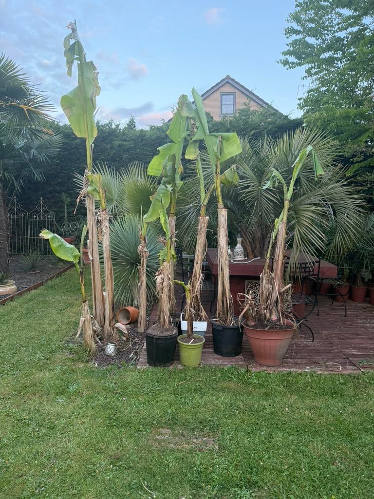 Bananiers d'extérieur Musa basjoo, Enlèvement