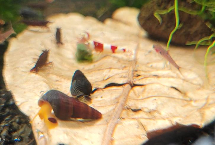 Hobbyaquarium Tylomelania sp sulawesi oranje slakken, Dieren en Toebehoren, Reptielen en Amfibieën