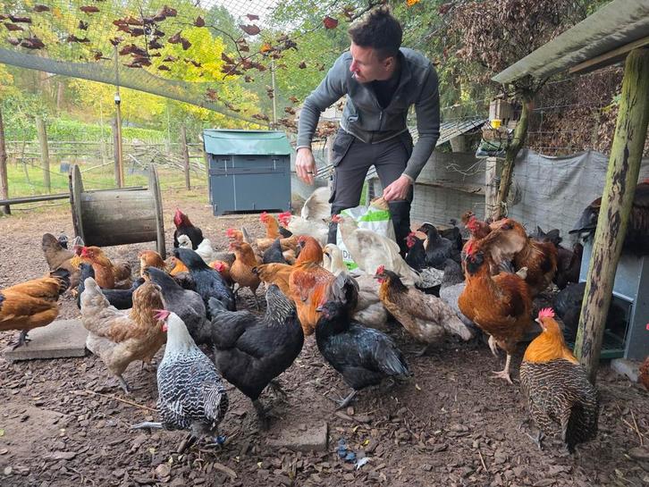 Easter egger kippen (bio), Dieren en Toebehoren, Pluimvee, Kip, Vrouwelijk