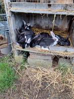 Konijnenjongen te koop, Dieren en Toebehoren