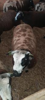 Dekrammen baggerbont, Dieren en Toebehoren, Schapen, Geiten en Varkens