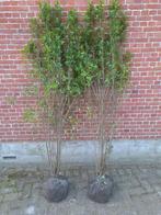 Ligustrum ovalifolium 175-200 cm voorjaarsactie!, Tuin en Terras, Planten | Struiken en Hagen, Haag, Ophalen, Liguster, 100 tot 250 cm