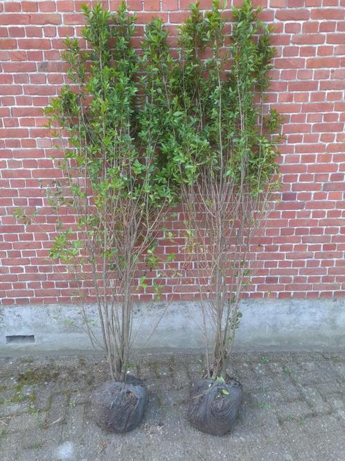 Ligustrum ovalifolium 175-200 cm voorjaarsactie!, Tuin en Terras, Planten | Struiken en Hagen, Haag, Liguster, 100 tot 250 cm