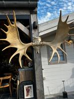 Eland schedel groot gewei, Antiek en Kunst, Ophalen of Verzenden