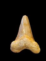 5) Fossiles de dents de requin Otodus sokolovi 5,5 cm., Enlèvement ou Envoi, Fossile