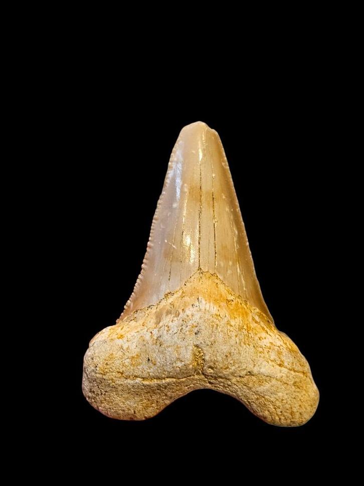 5) Fossiles de dents de requin Otodus sokolovi 5,5 cm., Collections, Minéraux & Fossiles, Fossile, Enlèvement ou Envoi