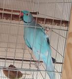 1/0 blauw / opaline wkws 2023, Dieren en Toebehoren