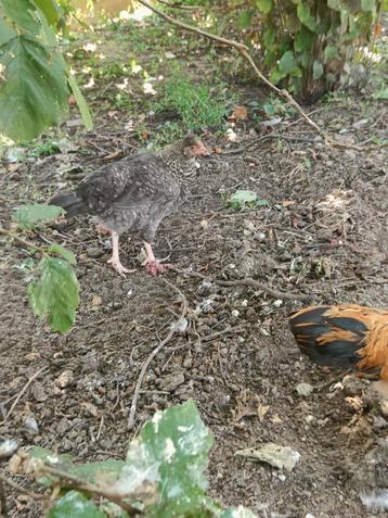 Belle jeune poule