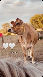 Jersey, Dieren en Toebehoren, Vrouwelijk, 3 tot 6 jaar