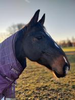 Merrie 14 jaar, Merrie, B, Dressuurpaard, 11 jaar of ouder