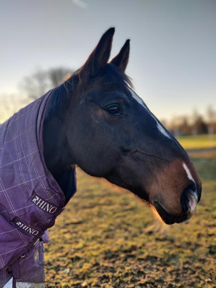 Merrie 14 jaar, Dieren en Toebehoren, Paarden, Merrie, B, 165 tot 170 cm, 11 jaar of ouder, Dressuurpaard