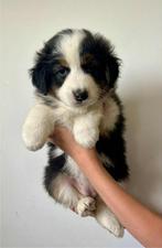 Australische herder Pups, België, Fokker | Hobbymatig, Meerdere, Meerdere dieren