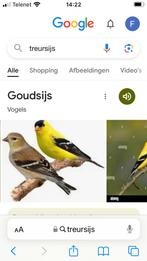 Gezocht treur sijsjes, Animaux & Accessoires, Oiseaux | Oiseaux Autre, Oiseau chanteur sauvage
