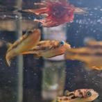 Dwerg kogelvisjes ( pea puffer), Dieren en Toebehoren