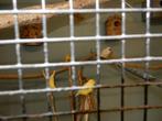 kanarievogels, Dieren en Toebehoren, Vogels | Kanaries
