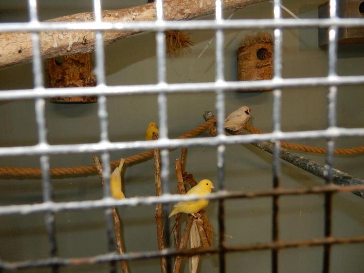 kanarievogels, Dieren en Toebehoren, Vogels | Kanaries