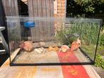 Aquarium vissen, Ophalen, Zo goed als nieuw