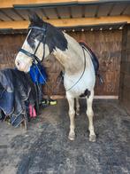 Bonte merrie, Jument