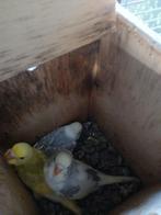 Jonge grasparkieten,  net uigevlogen,  2 blauwe, Dieren en Toebehoren