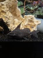 Gratis,Ondersteboven meerval +-20cm, Vis, Zoetwatervis