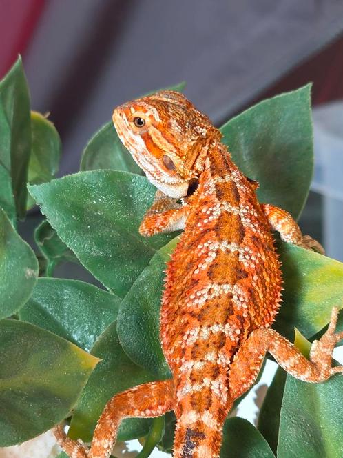 Prachtig felgekleurd baardagaamvrouwtje, Dieren en Toebehoren, Reptielen en Amfibieën, Hagedis, 0 tot 2 jaar, Tam