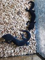 0.1 Gecko Leopard Blacknight 2025, Animaux & Accessoires