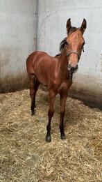 Mooi merrieveulen Don’t Touch Tiji Hero, Dieren en Toebehoren, Paarden, Merrie, Springpaard, Gechipt, 0 tot 2 jaar