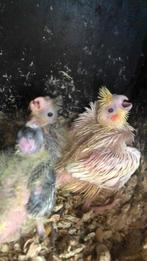 Valparkietjes, Dieren en Toebehoren, Tam