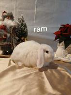 Konijntjes, Dieren en Toebehoren, Meerdere dieren, Middelgroot, Hangoor, 0 tot 2 jaar