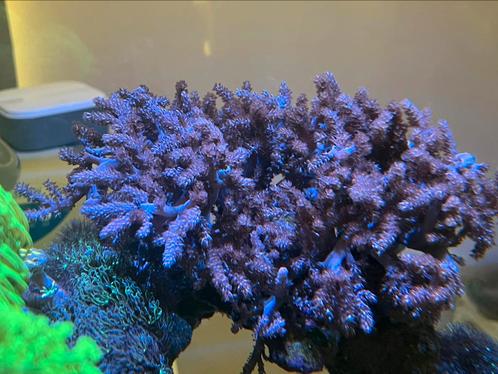 Kenia bomen koraal, Dieren en Toebehoren, Vissen | Aquaria en Toebehoren, Zo goed als nieuw, Ophalen