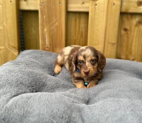 Prachtige langharige dwergteckel pups, Dieren en Toebehoren, Honden | Teckels en Dashonden, Meerdere dieren, Langhaar, Dwerg, Fokker | Professioneel